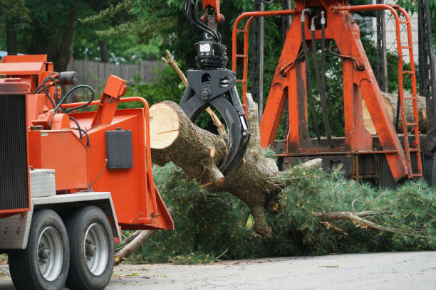 Large Tree Removal in Del Aire, CA